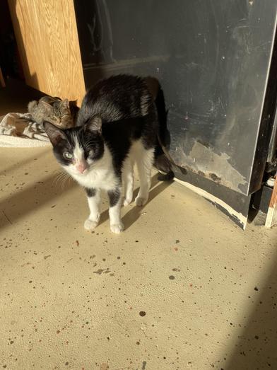 Penne, Adoptable, Kitten Female Tuxedo & Domestic Short Hair.