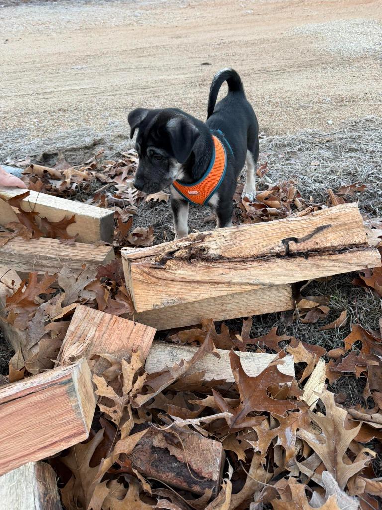 Archer, Adoptable, Puppy Male Mixed Breed.