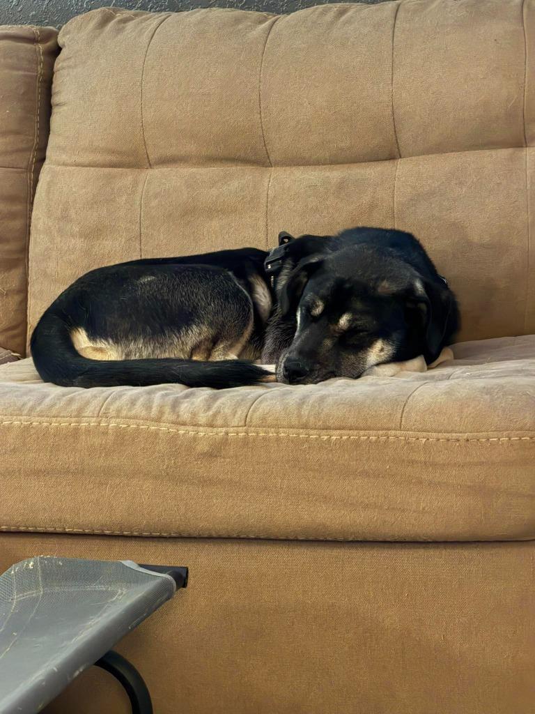 Enlarge Archer, a Adoptable Mixed Breed in Crocker, MO image 4/6