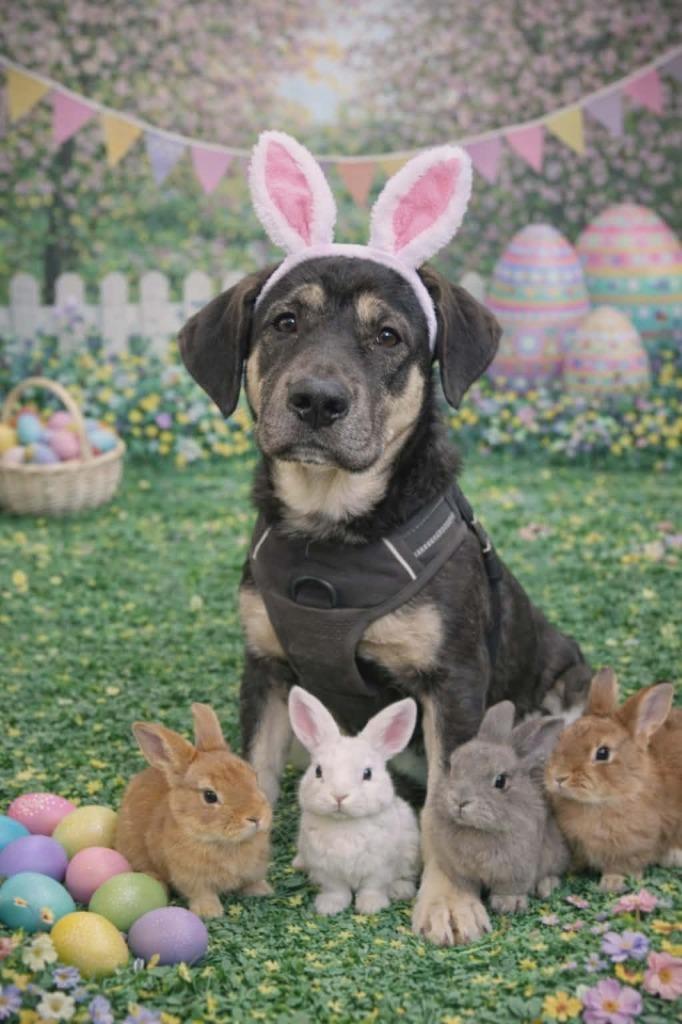 Enlarge Archer, a Adoptable Mixed Breed in Crocker, MO image 5/6