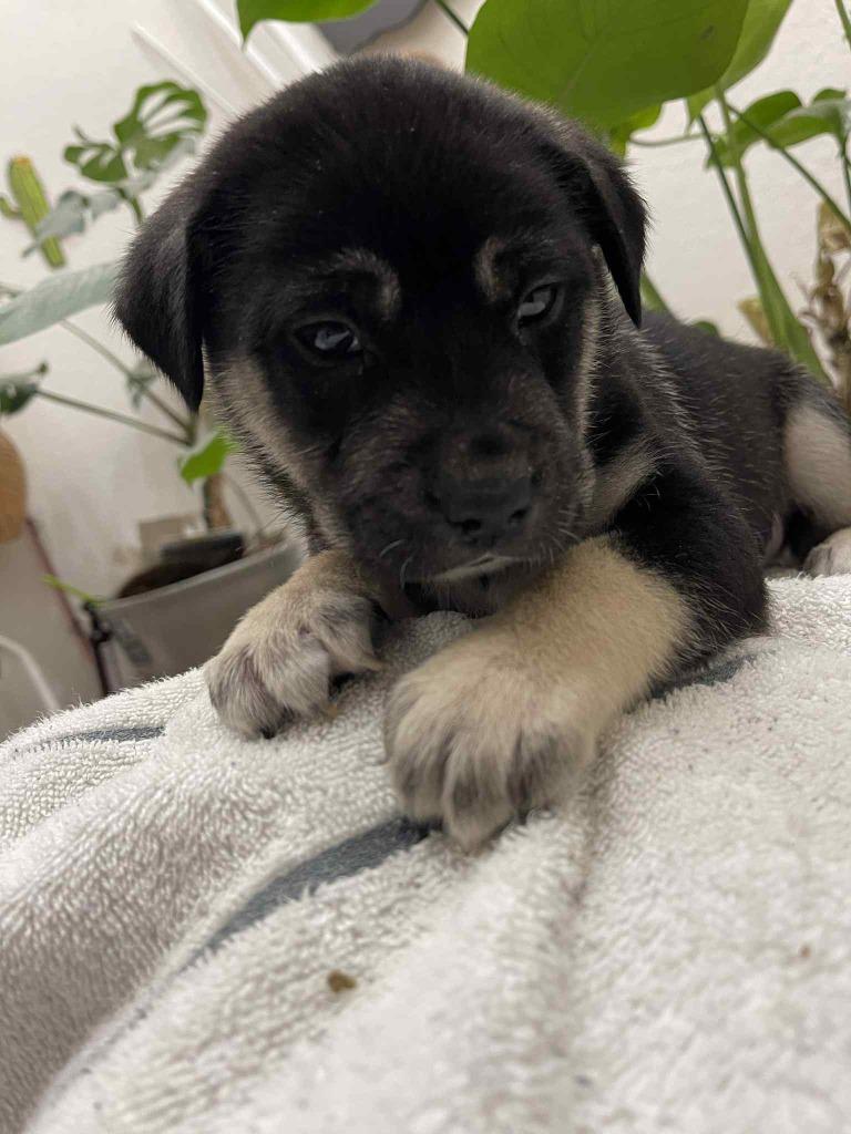 Enlarge Archer, a Adoptable Mixed Breed in Crocker, MO image 1/2