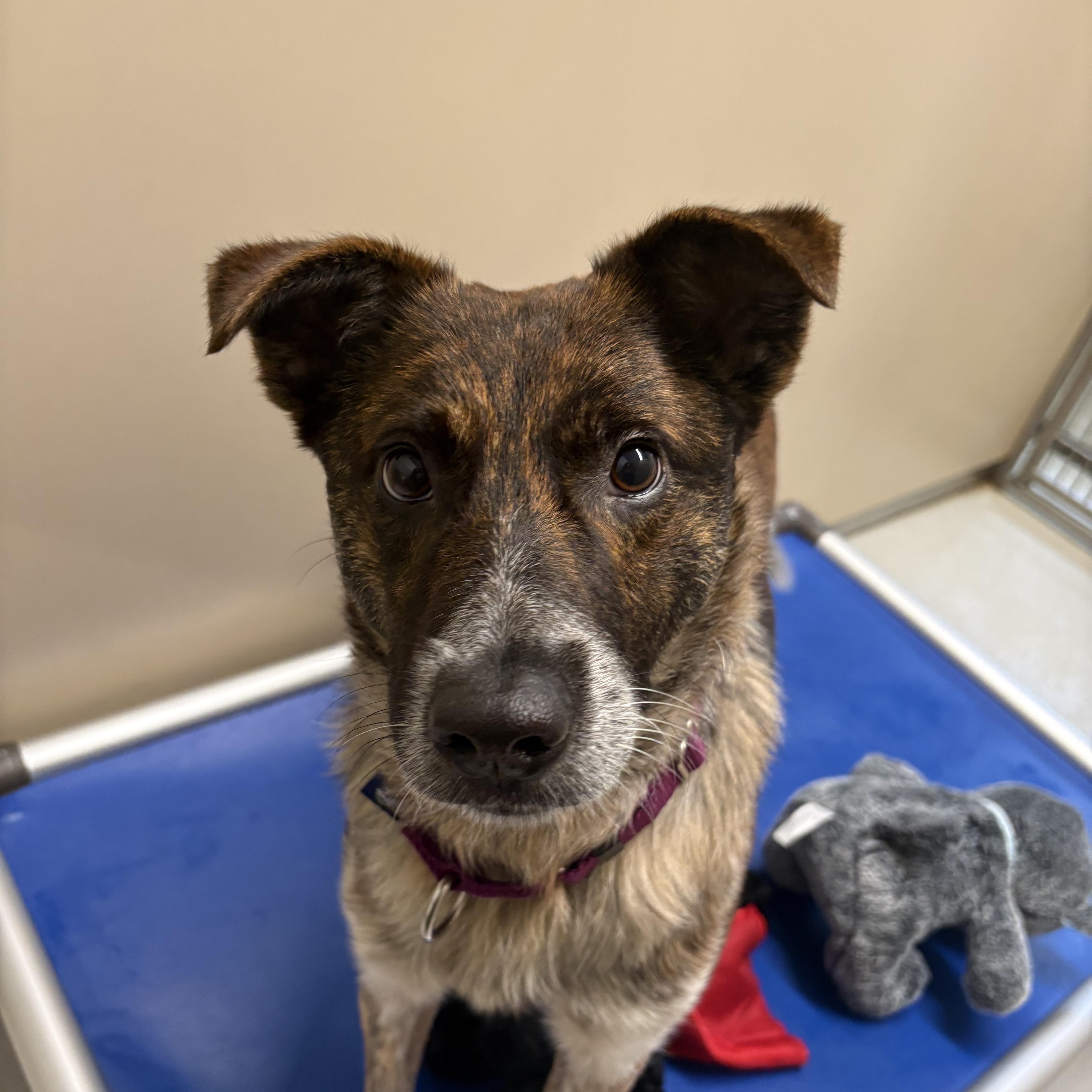 Dabo, adopted, Young Male Catahoula Leopard Dog.