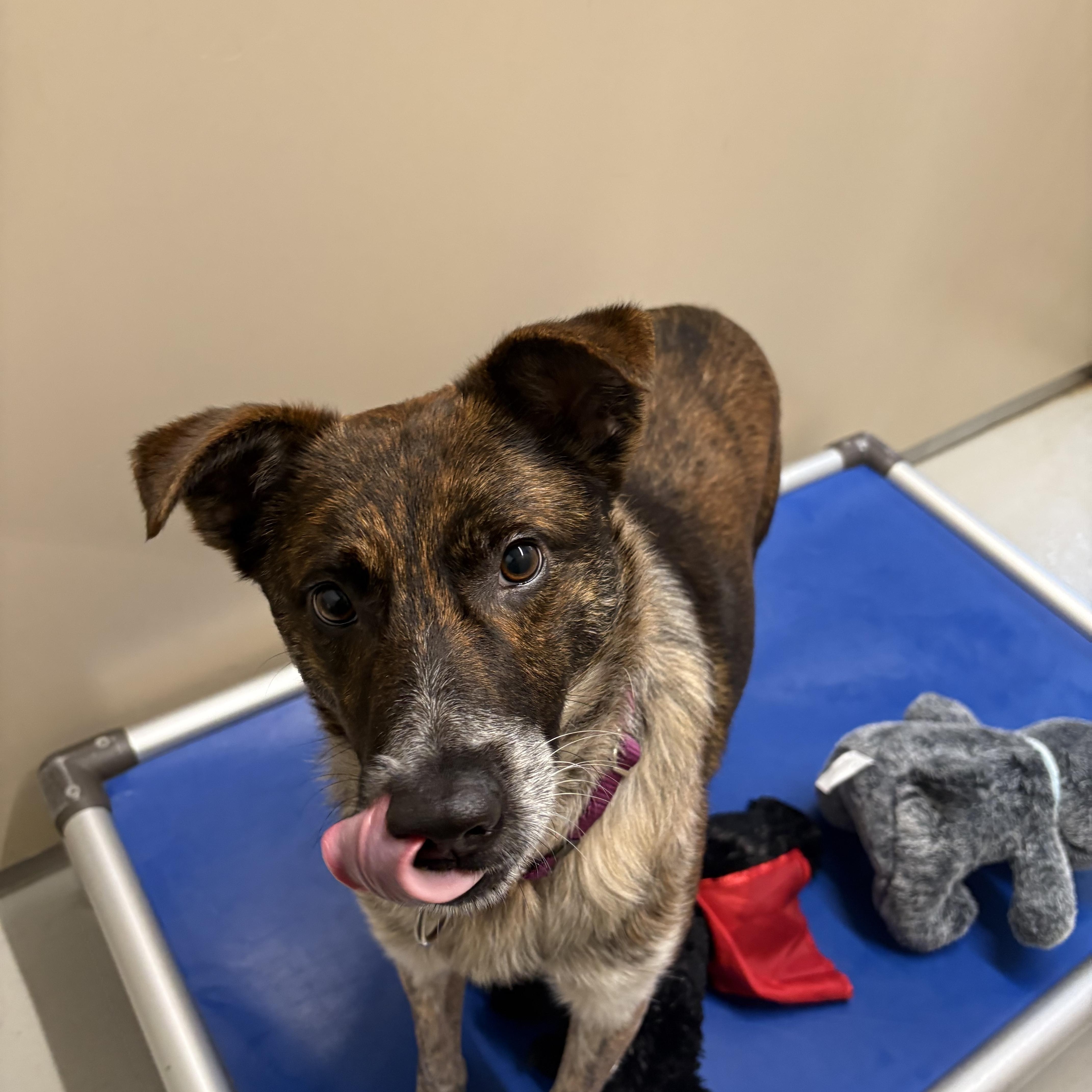 Enlarge Dabo, an adopted mixed breed in AQUEBOGUE, NY image 2/3