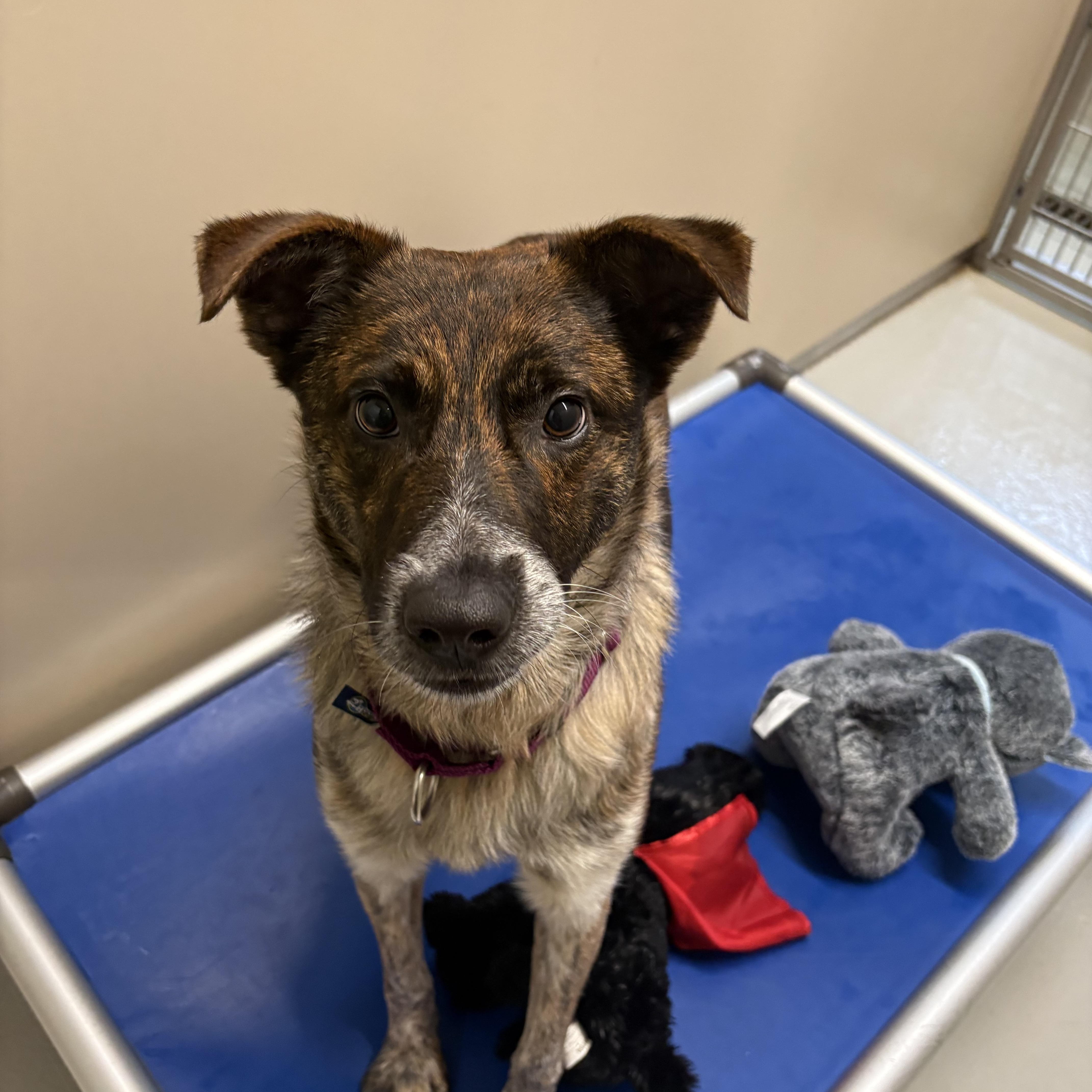 Enlarge Dabo, an adopted mixed breed in AQUEBOGUE, NY image 3/3