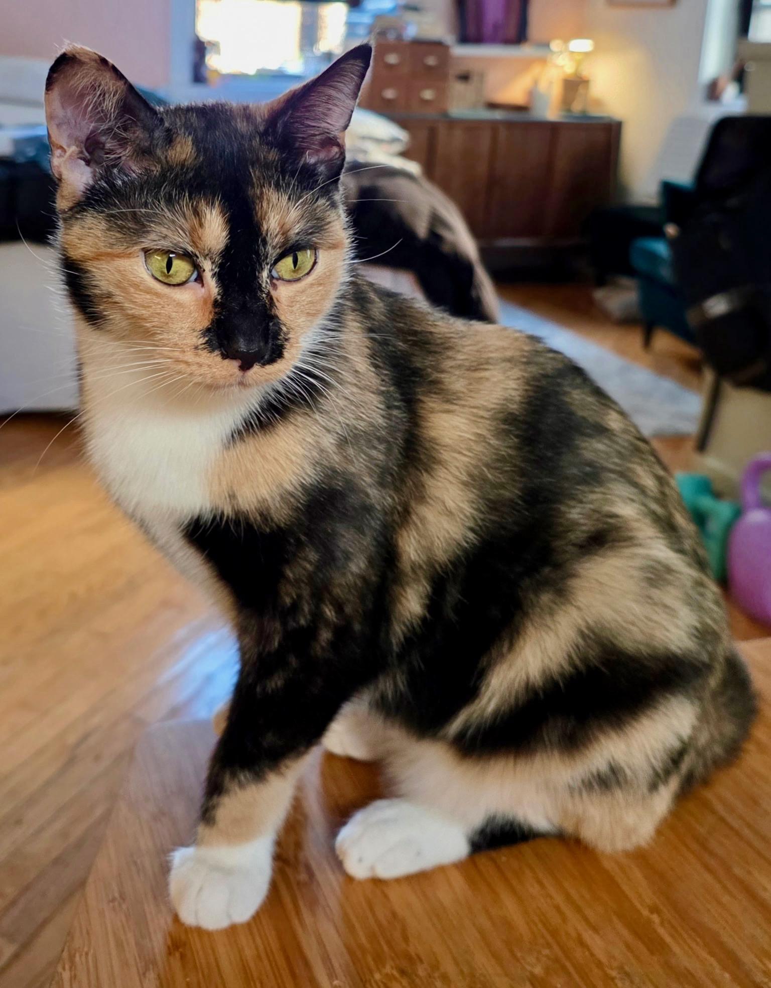 Enlarge Chappell Meow, an adopted Domestic Short Hair in Chicago, IL image 1/3