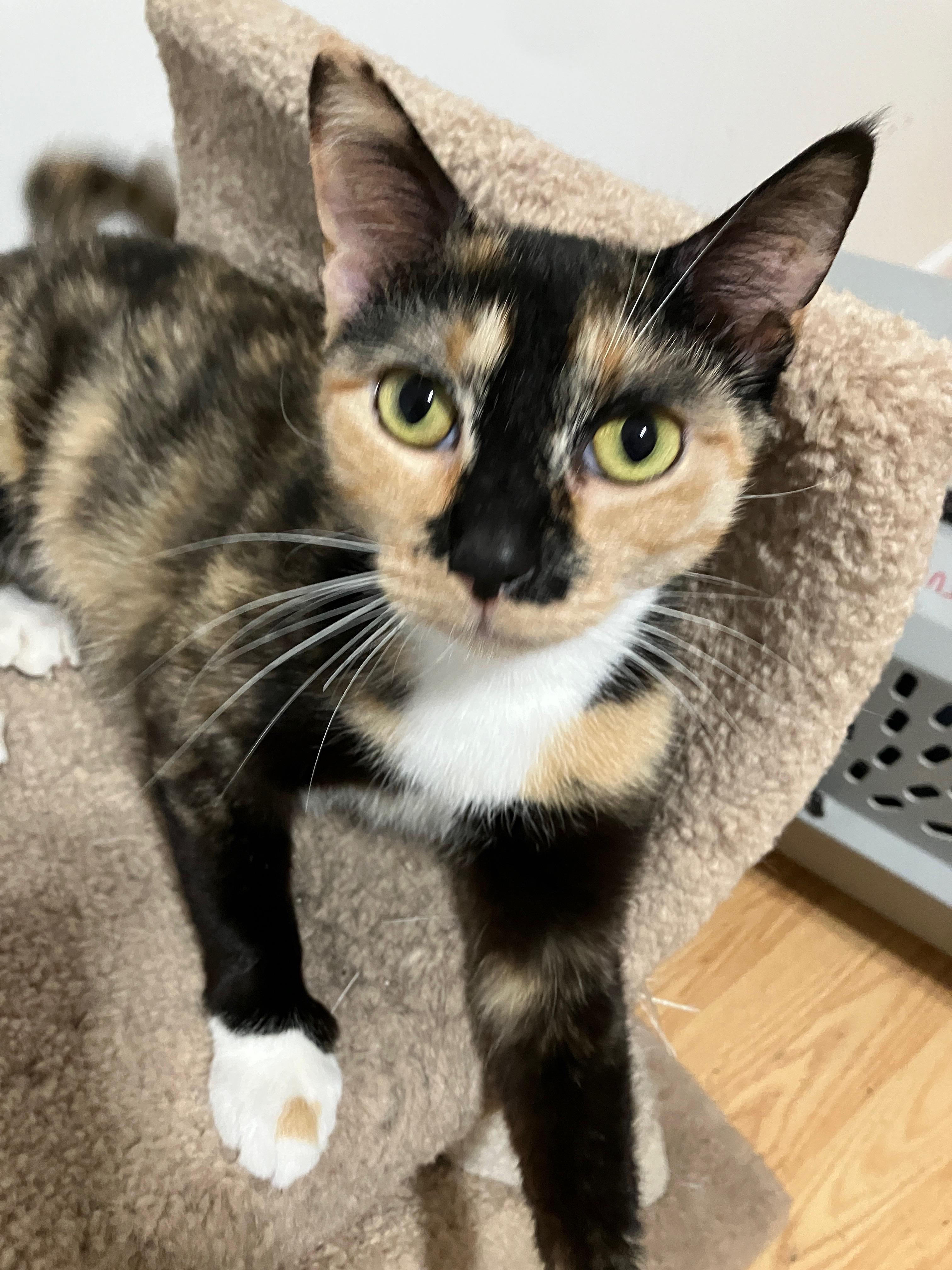 Enlarge Chappell Meow, an adopted Domestic Short Hair in Chicago, IL image 3/3