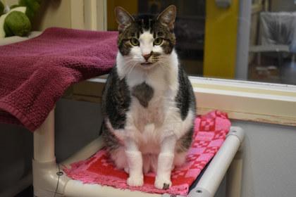Merriweather, a Adoptable mixed breed in Kansas City, MO image 1/2