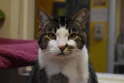 Merriweather, a Adoptable mixed breed in Kansas City, MO image 2/2