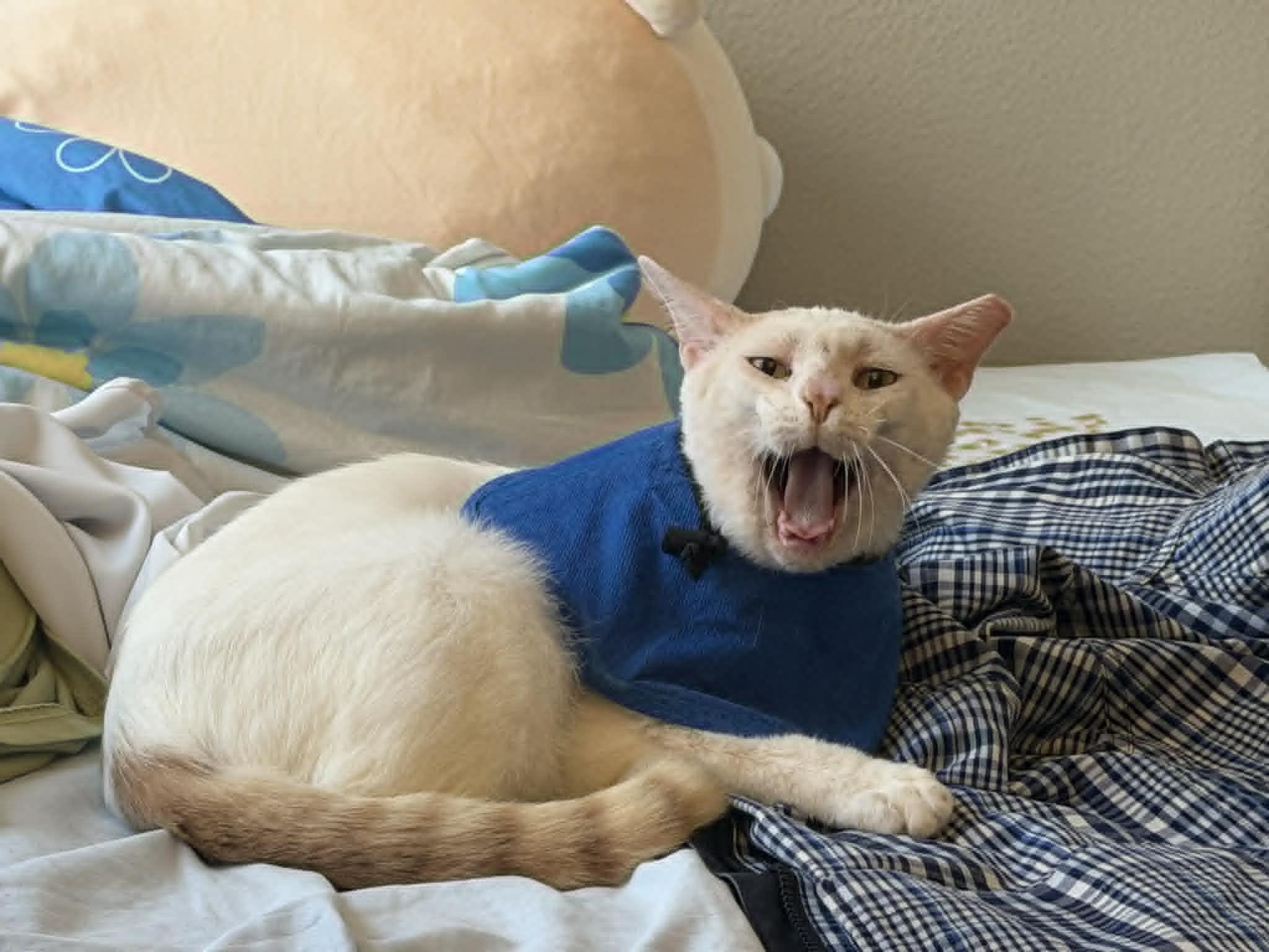 Samson / Mr. Happy, Adoptable, Young Male Siamese & American Shorthair.