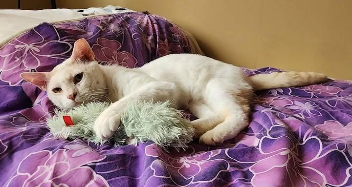 Enlarge Samson / Mr. Happy, a Adoptable mixed breed in sunnyvale, CA image 2/6