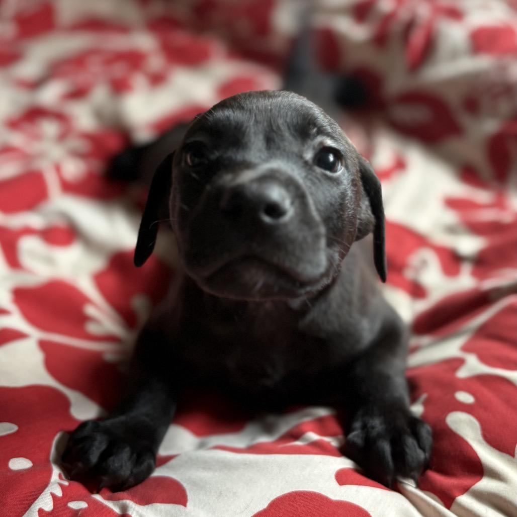 Enlarge Juicy Jay (Zig Zag Litter), a Adoptable Mixed Breed in Volcano, HI image 1/4