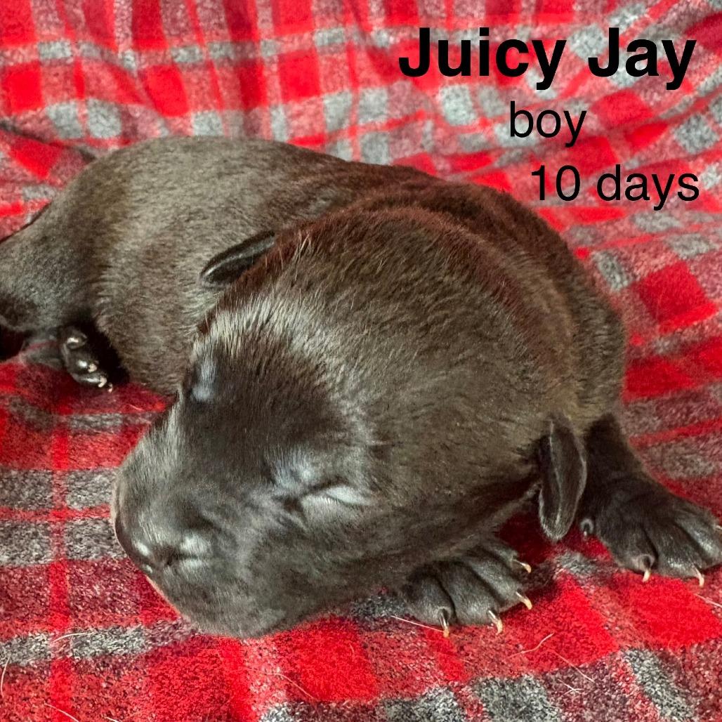 Enlarge Juicy Jay (Zig Zag Litter), a Adoptable Mixed Breed in Volcano, HI image 2/4