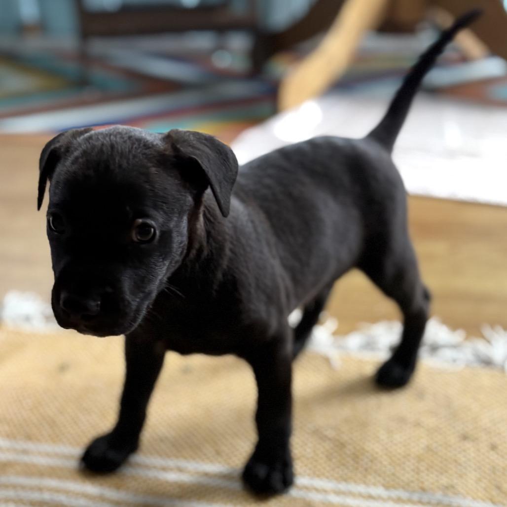 Enlarge Juicy Jay (Zig Zag Litter), a Adoptable Mixed Breed in Volcano, HI image 3/4