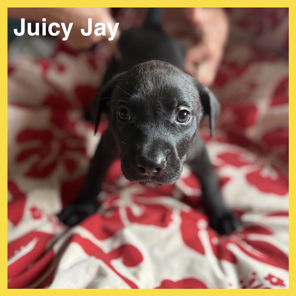 Enlarge Juicy Jay (Zig Zag Litter), a Adoptable Mixed Breed in Volcano, HI image 4/4