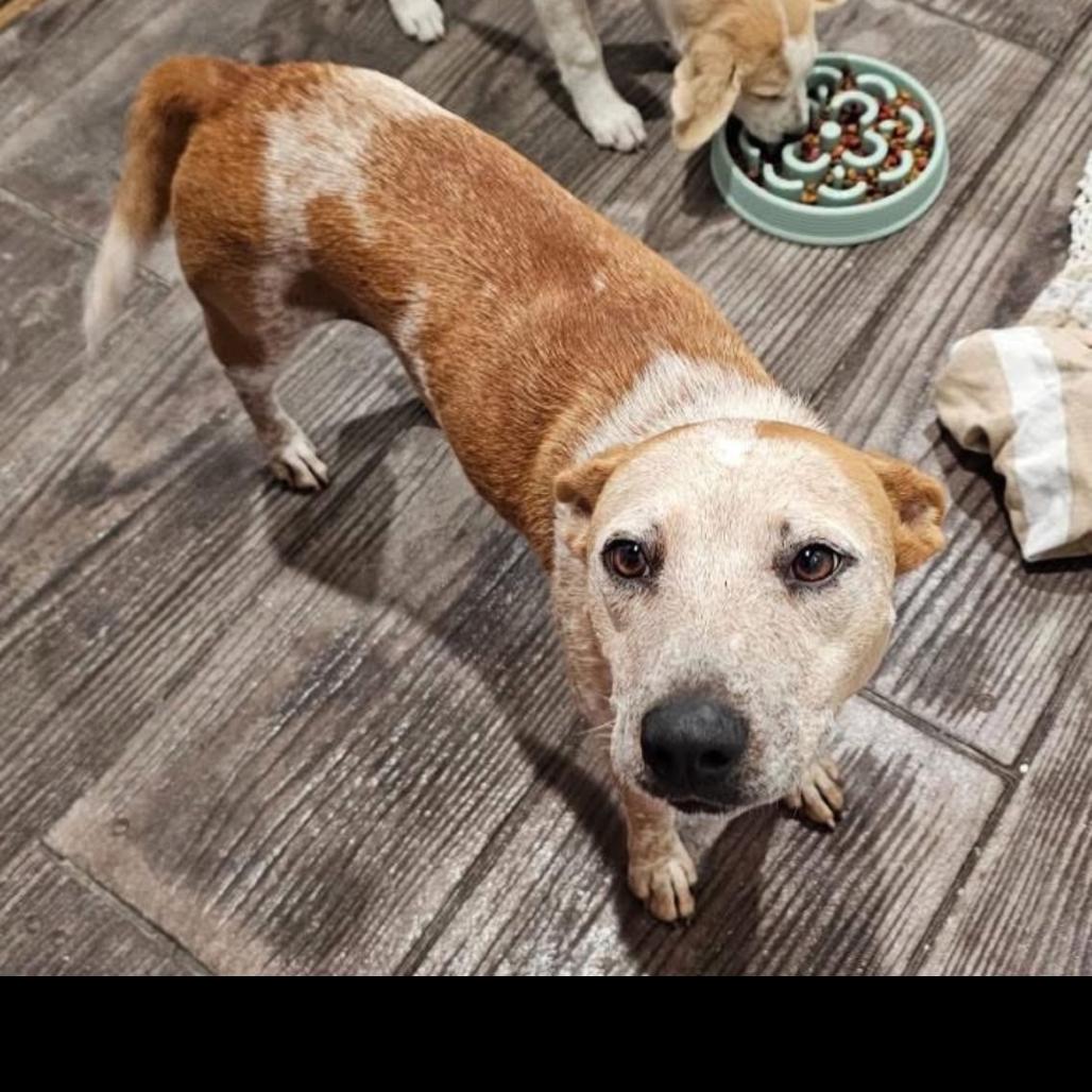 Enlarge Nettie, a Adoptable mixed breed in Hohenwald, TN image 1/1