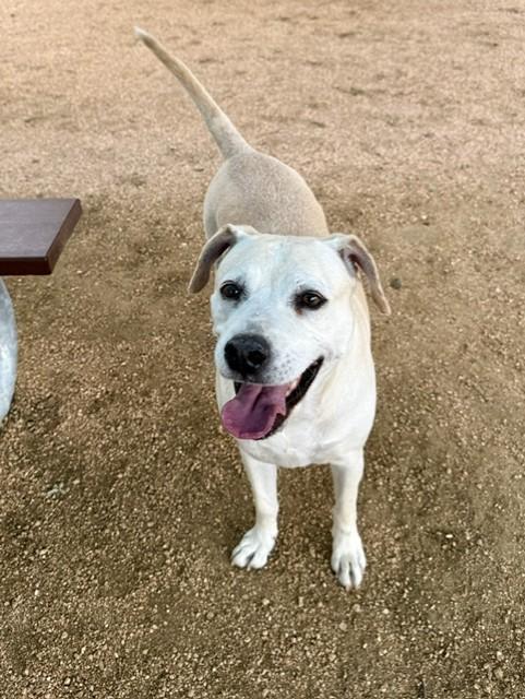 Bailey, a ADOPTABLE mixed breed in Comfort, TX image 3/4