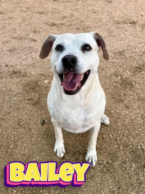 Bailey, ADOPTABLE, Senior Female Labrador Retriever.
