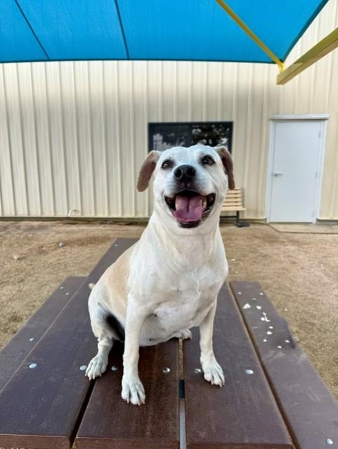 Bailey, a ADOPTABLE mixed breed in Comfort, TX image 2/4