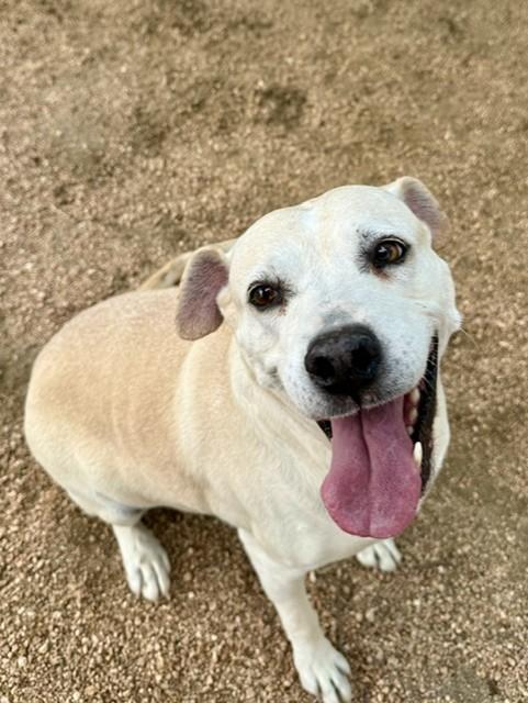 Bailey, a ADOPTABLE mixed breed in Comfort, TX image 4/4
