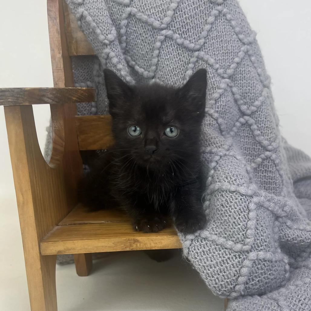 Enlarge Frankie-C, a Adopted Domestic Short Hair in East Saint Louis, IL image 1/5