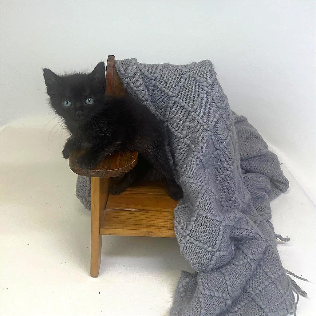 Enlarge Frankie-C, a Adopted Domestic Short Hair in East Saint Louis, IL image 2/5