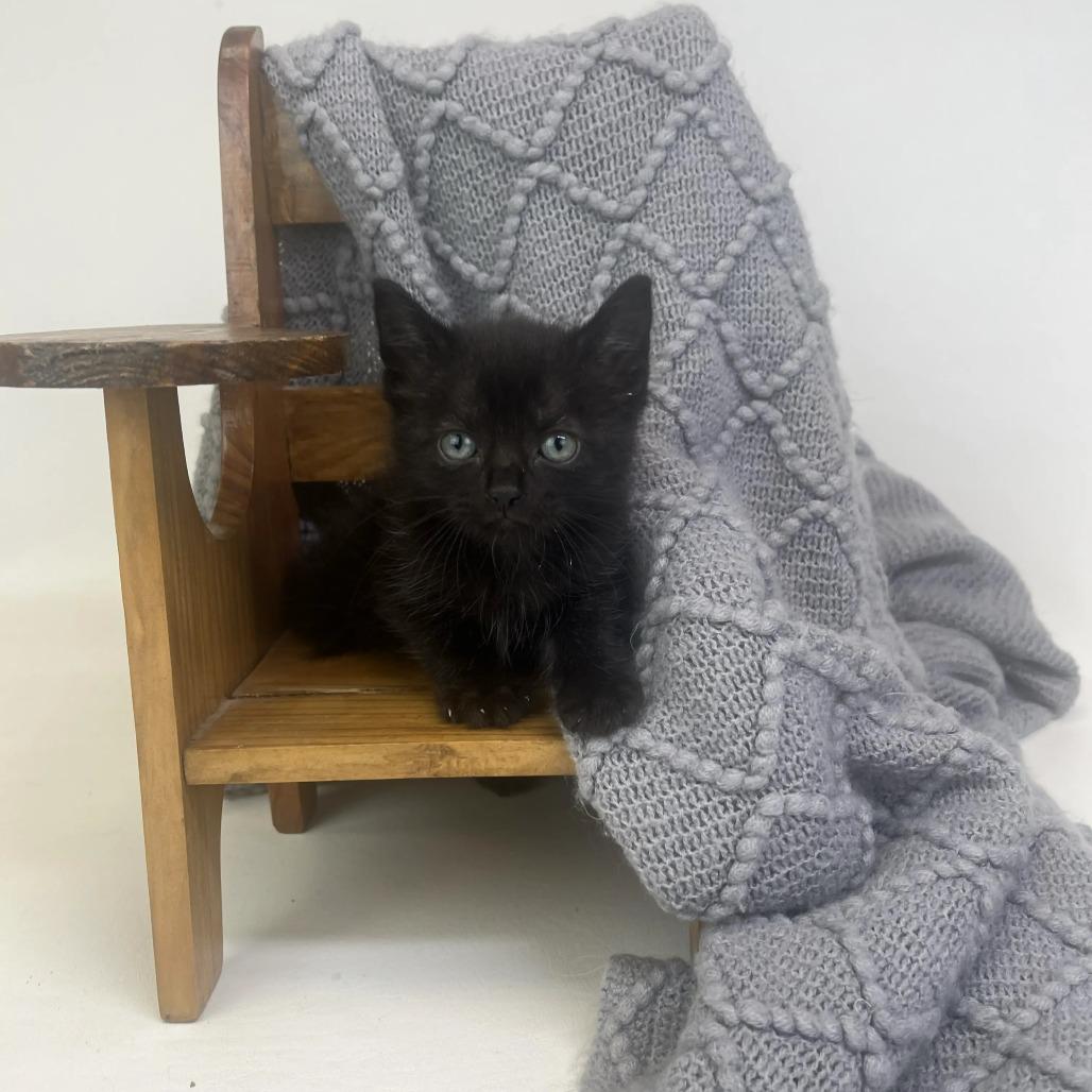 Enlarge Frankie-C, a Adopted Domestic Short Hair in East Saint Louis, IL image 3/5