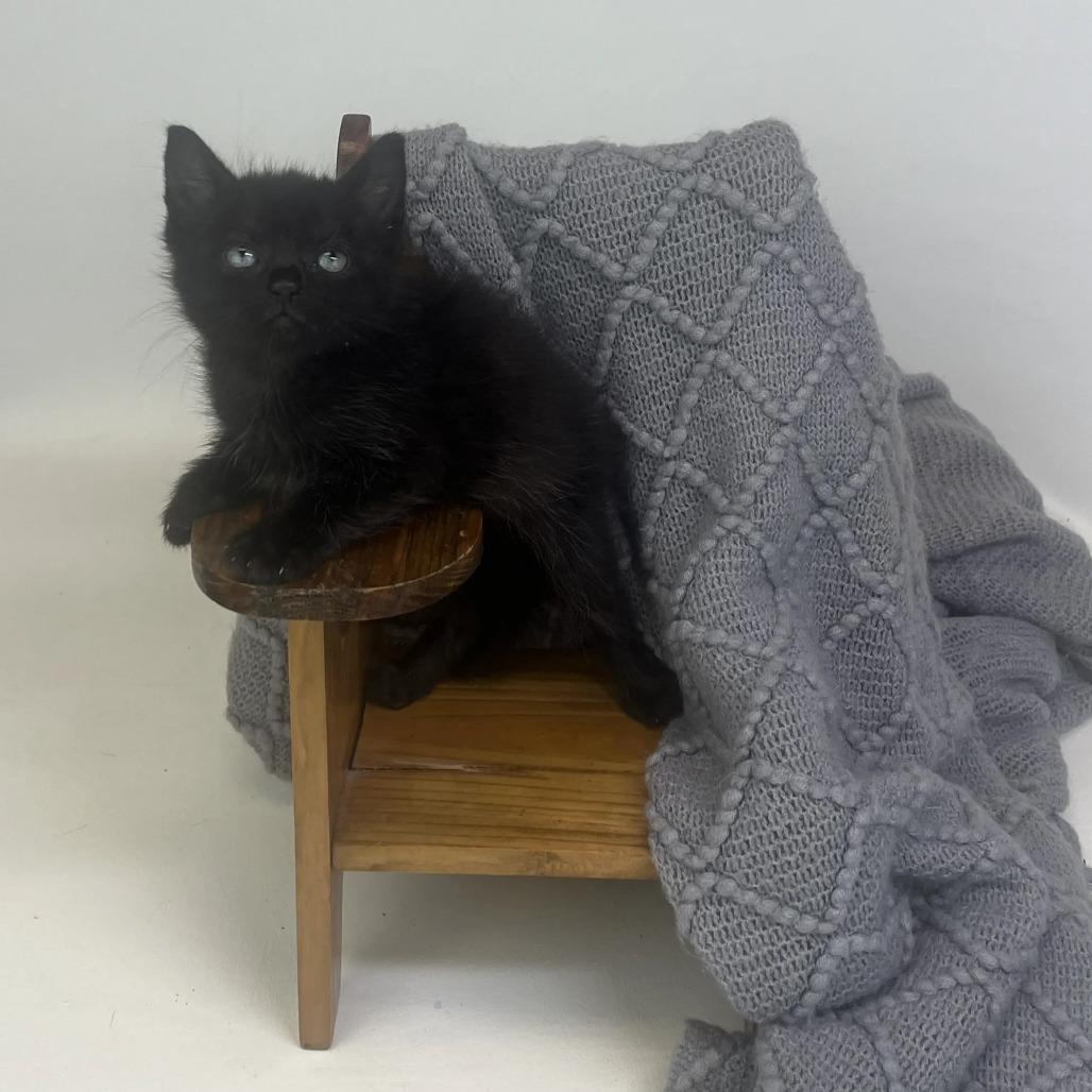 Enlarge Frankie-C, a Adopted Domestic Short Hair in East Saint Louis, IL image 4/5
