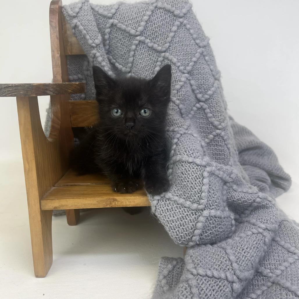 Enlarge Frankie-C, a Adopted Domestic Short Hair in East Saint Louis, IL image 5/5