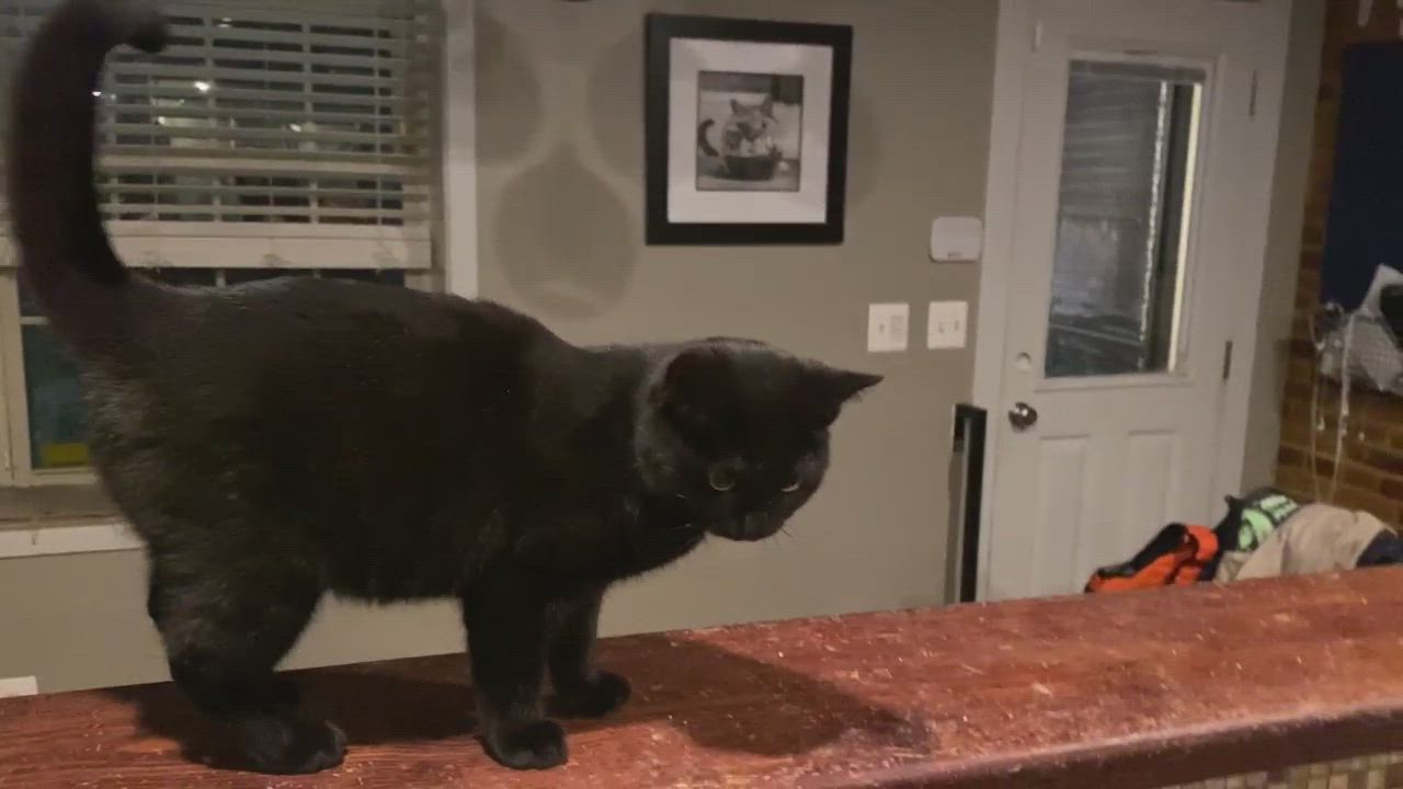 Enlarge Ember, a Adopted Domestic Short Hair in Baltimore, MD video 4/7