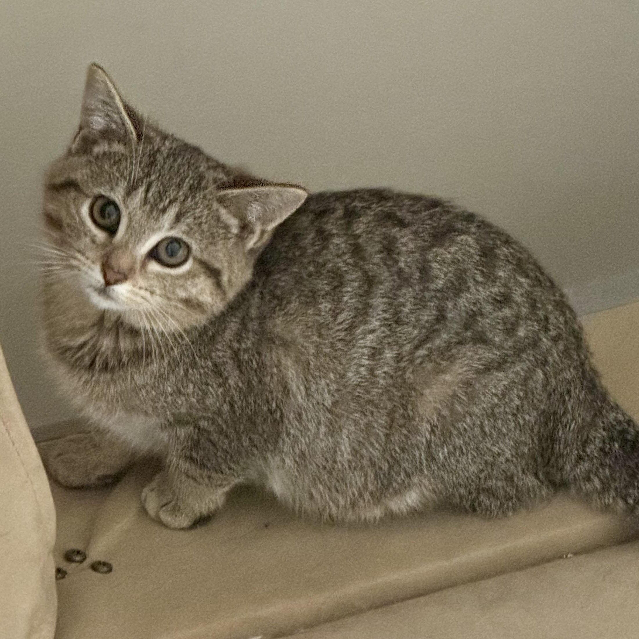 Enlarge Tempest, a Adoptable Tabby in Memphis, TN image 4/6