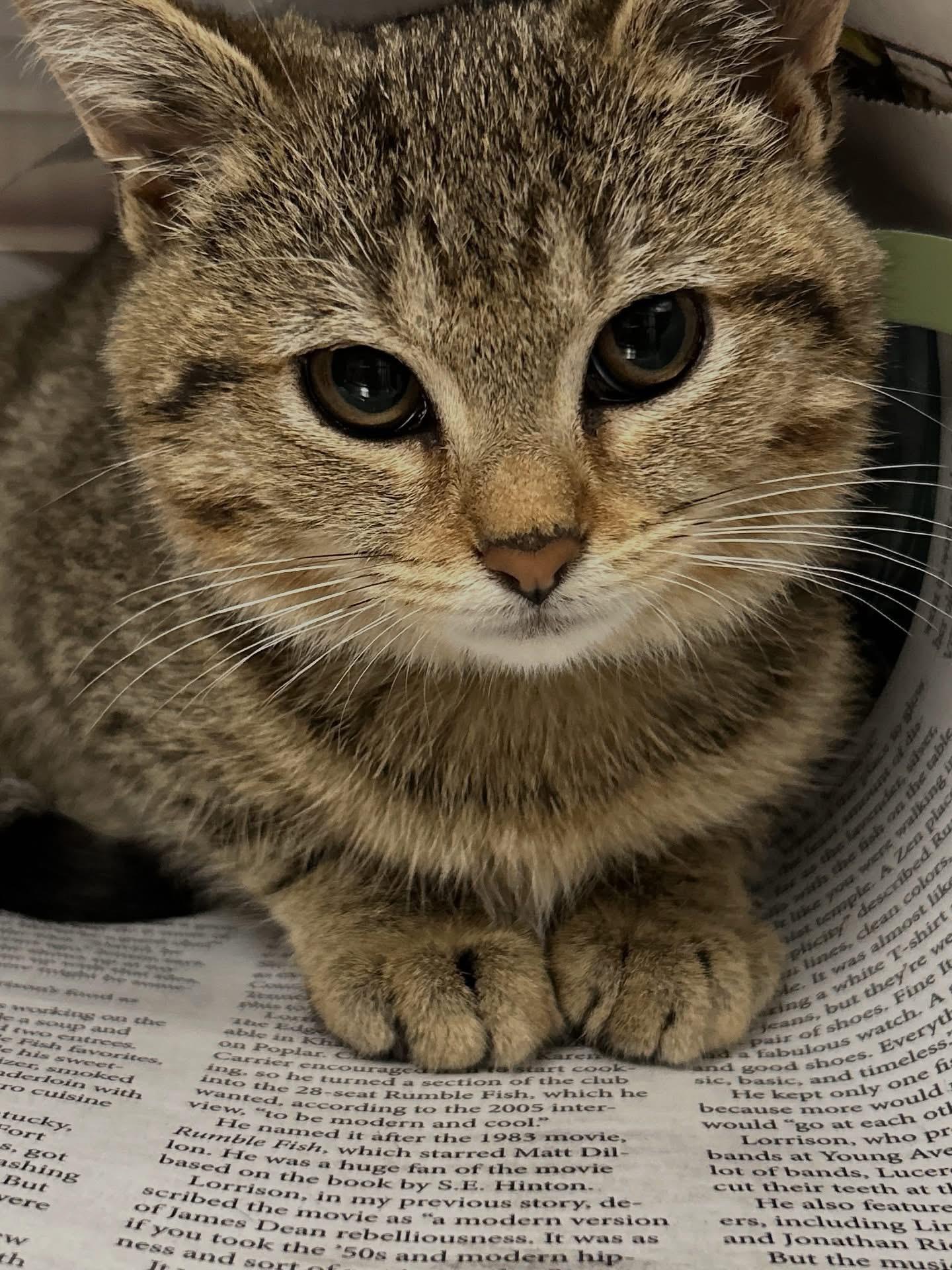 Tempest, Adoptable, Kitten Female Tabby.