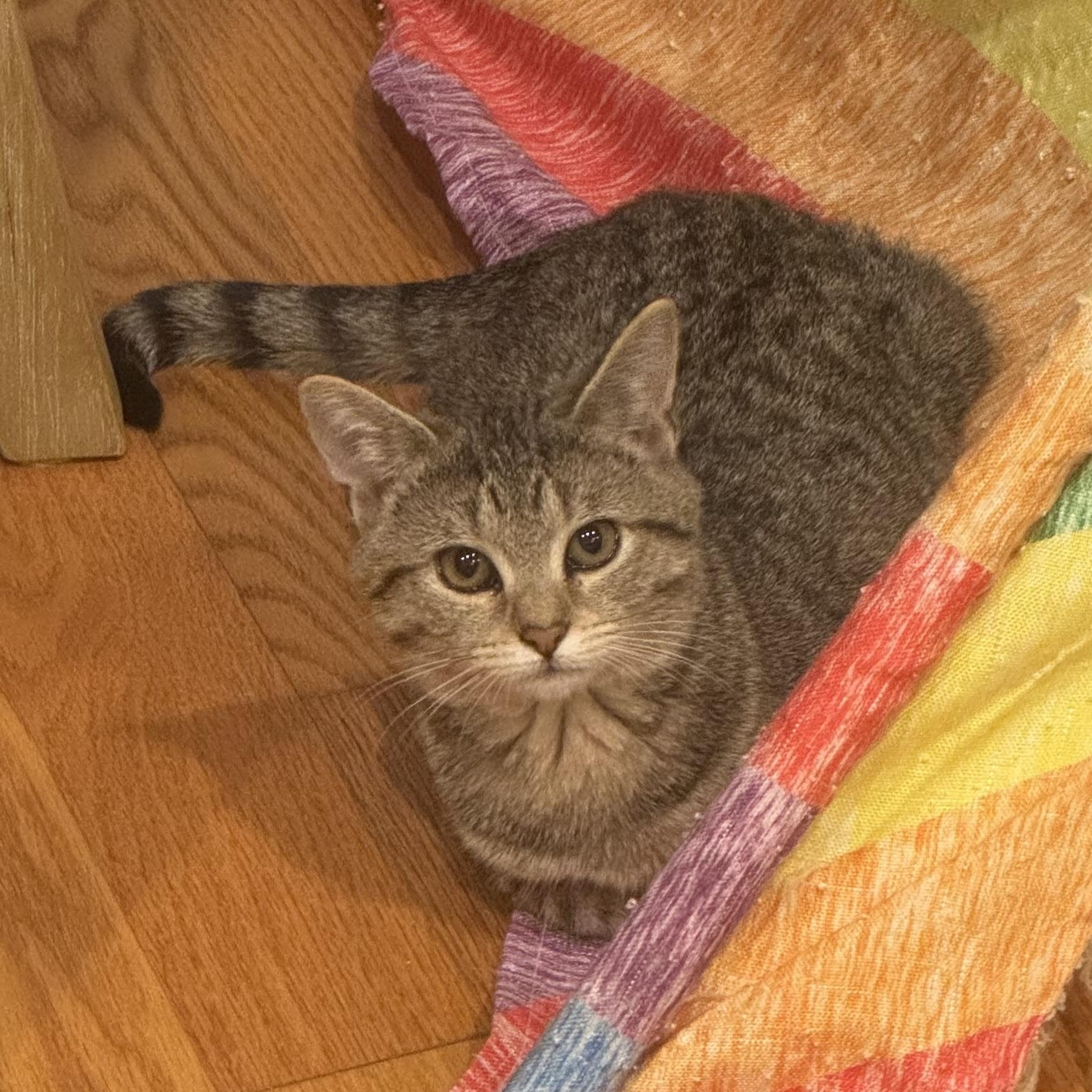 Enlarge Tempest, a Adoptable Tabby in Memphis, TN image 2/6