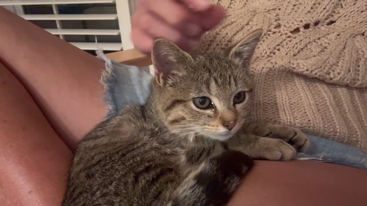 Enlarge Tempest, a Adoptable Tabby in Memphis, TN video 6/6