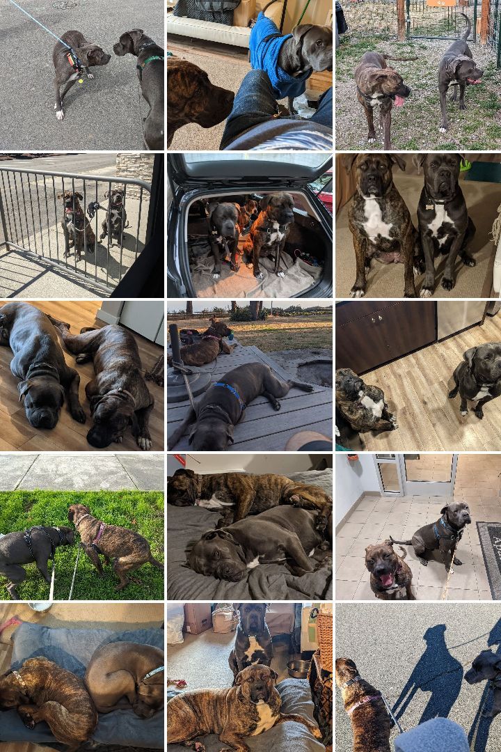 Blu & Brynn - Super Sweet Bonded Mastiffs, an adopted mixed breed in Portland, OR image 3/5