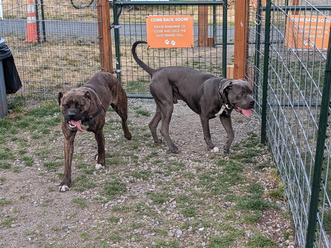 Blu & Brynn - Super Sweet Bonded Mastiffs, an adopted mixed breed in Portland, OR image 5/5