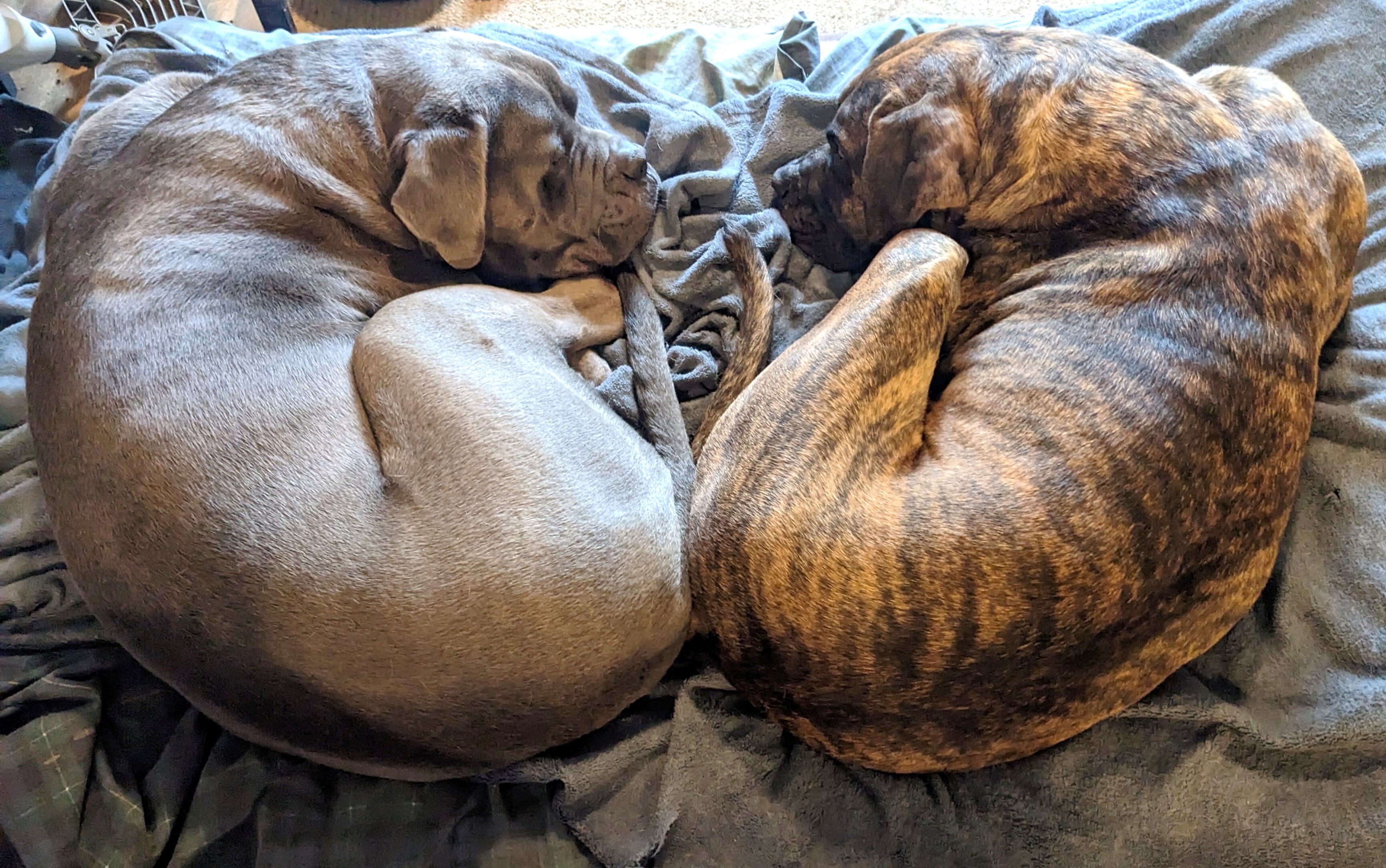 Blu & Brynn - Super Sweet Bonded Mastiffs, adopted, Adult Male Cane Corso & Boxer.