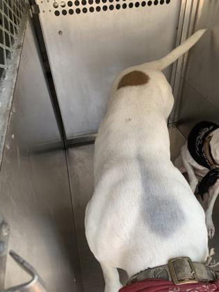 Diesel, Adoptable, Adult Male Pit Bull Terrier & Mixed Breed.