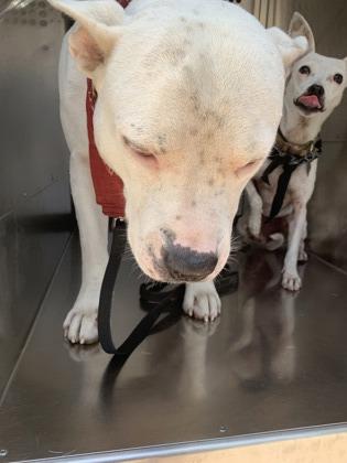 Enlarge Diesel, a Adoptable mixed breed in Fort Worth, TX image 3/3