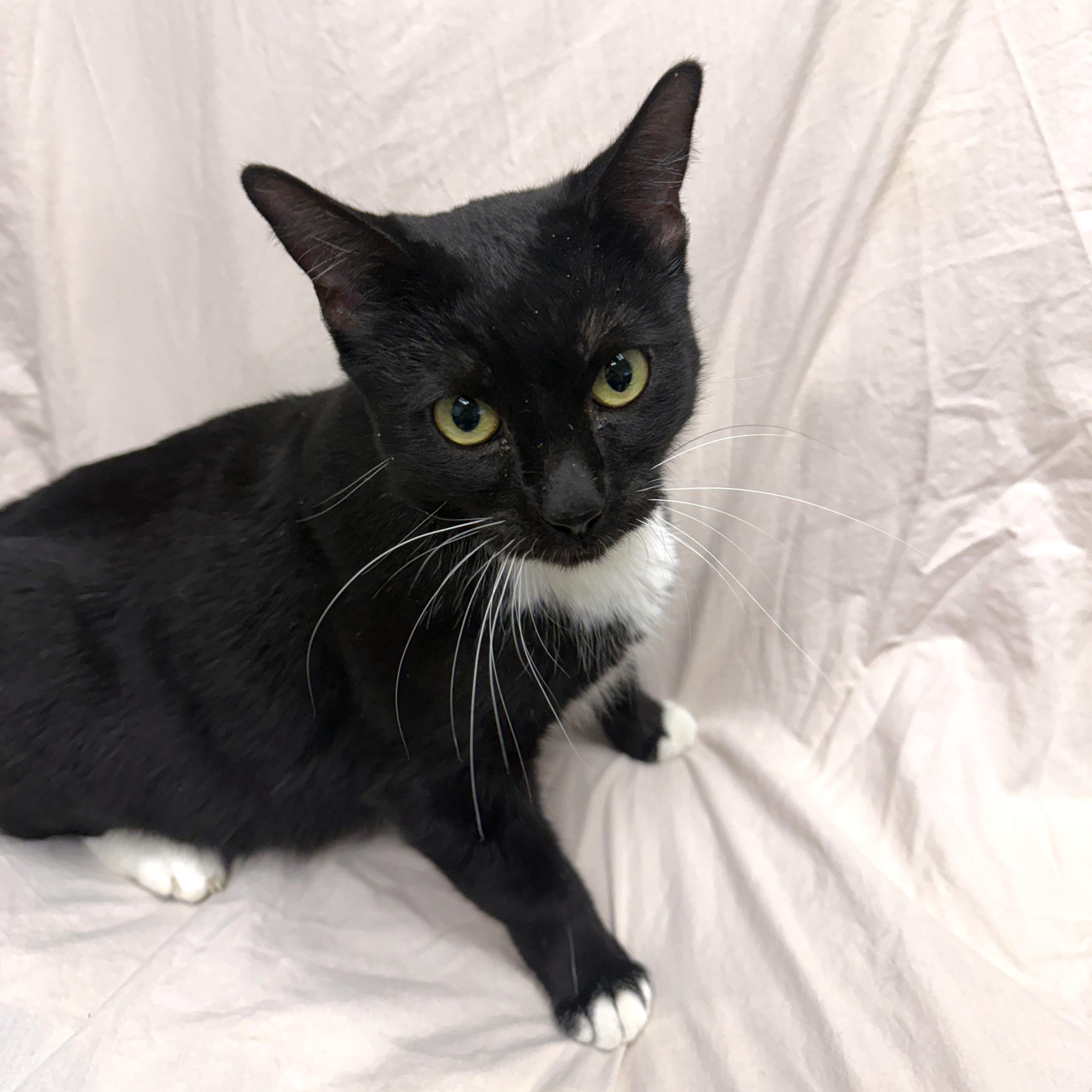 Sushi, a Adoptable Tuxedo in Urbana, IL image 3/6