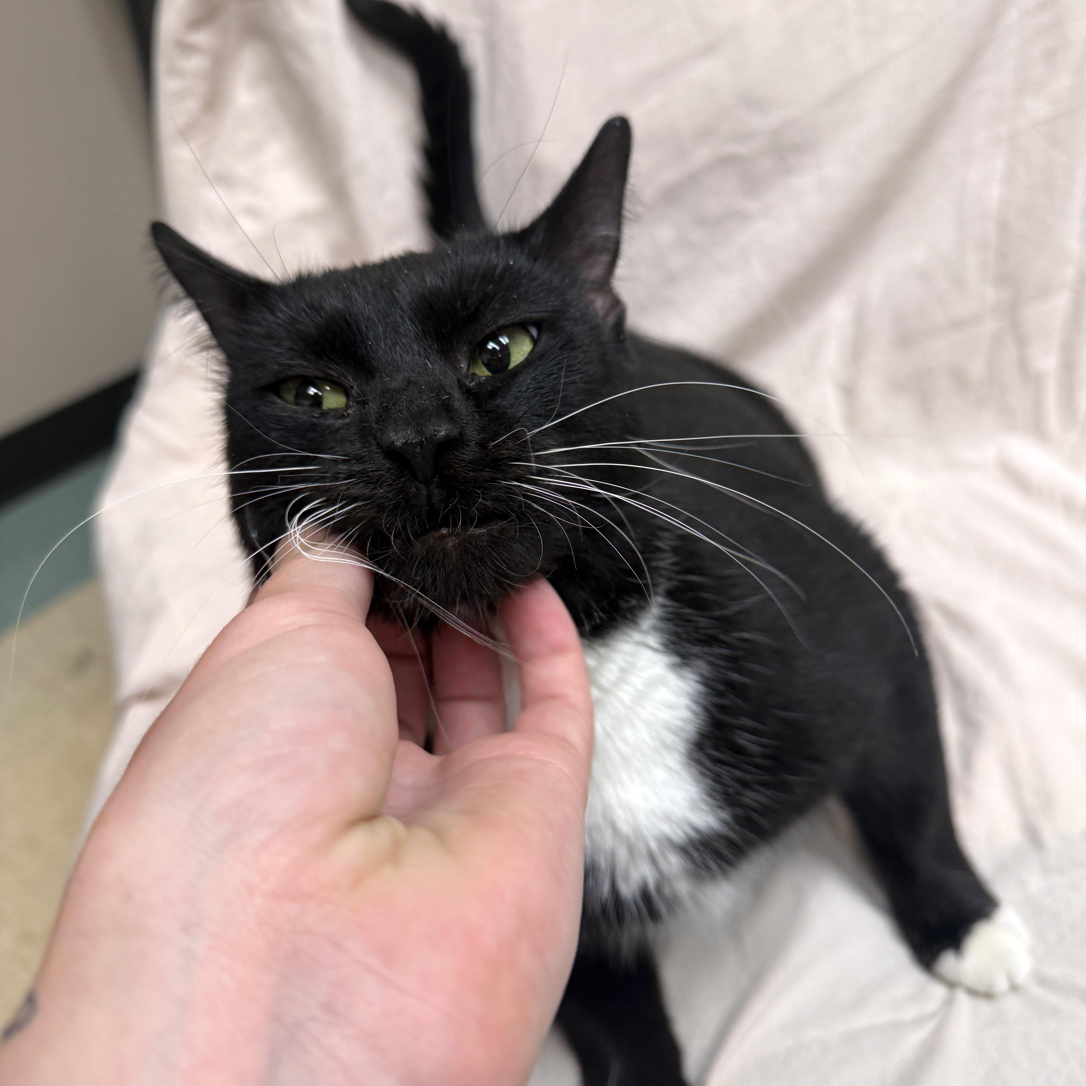 Sushi, a Adoptable Tuxedo in Urbana, IL image 2/6