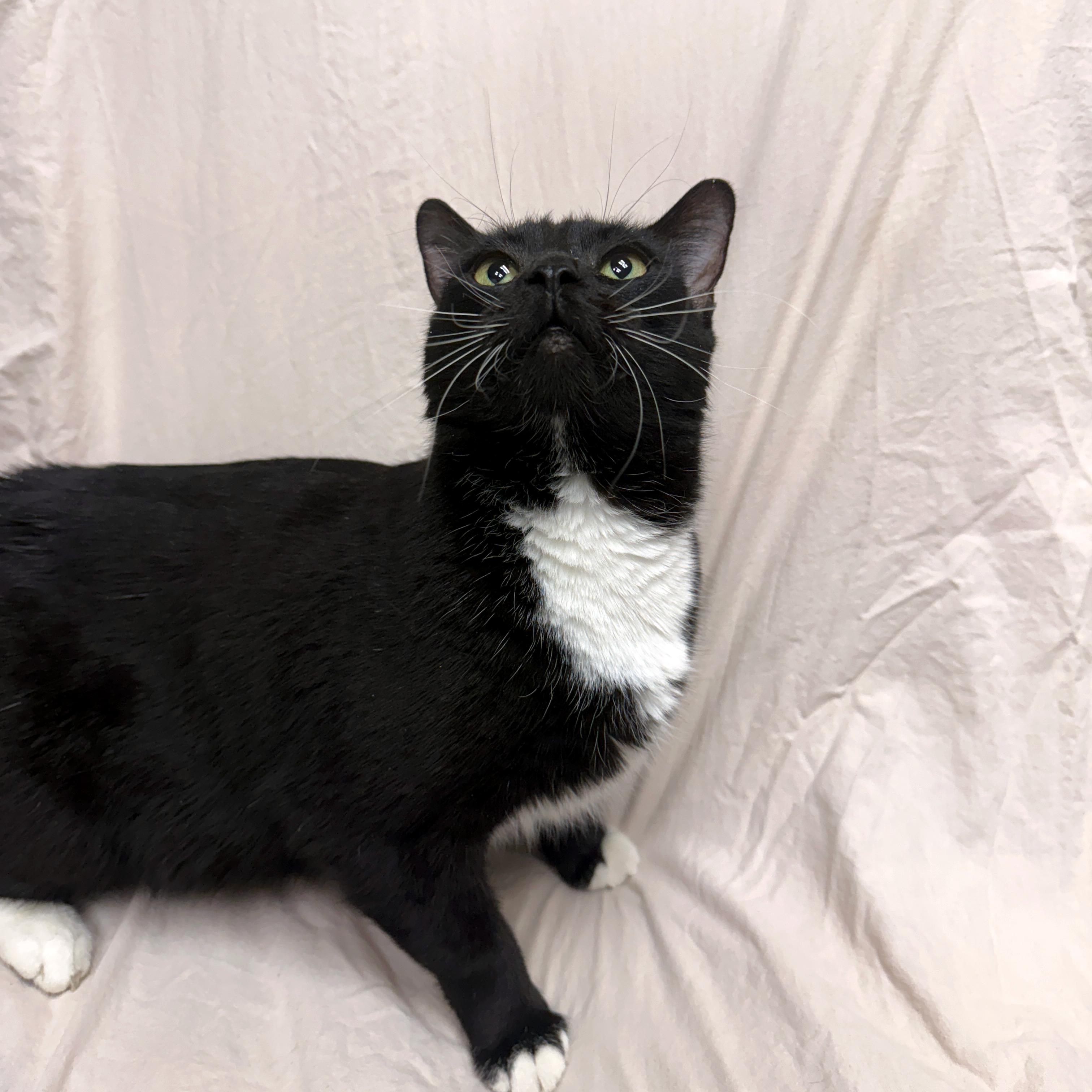 Sushi, a Adoptable Tuxedo in Urbana, IL image 4/6