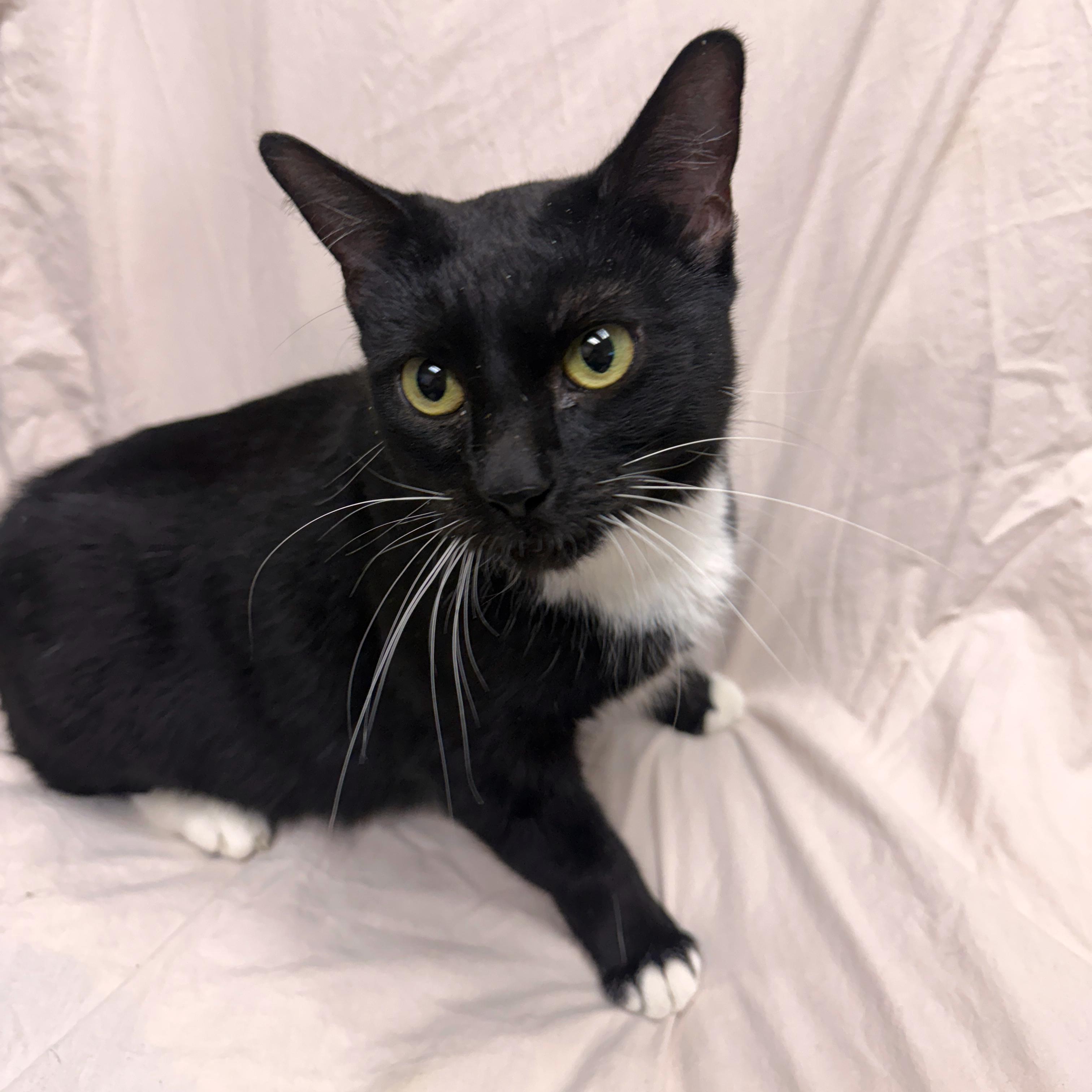 Sushi, a Adoptable Tuxedo in Urbana, IL image 5/6
