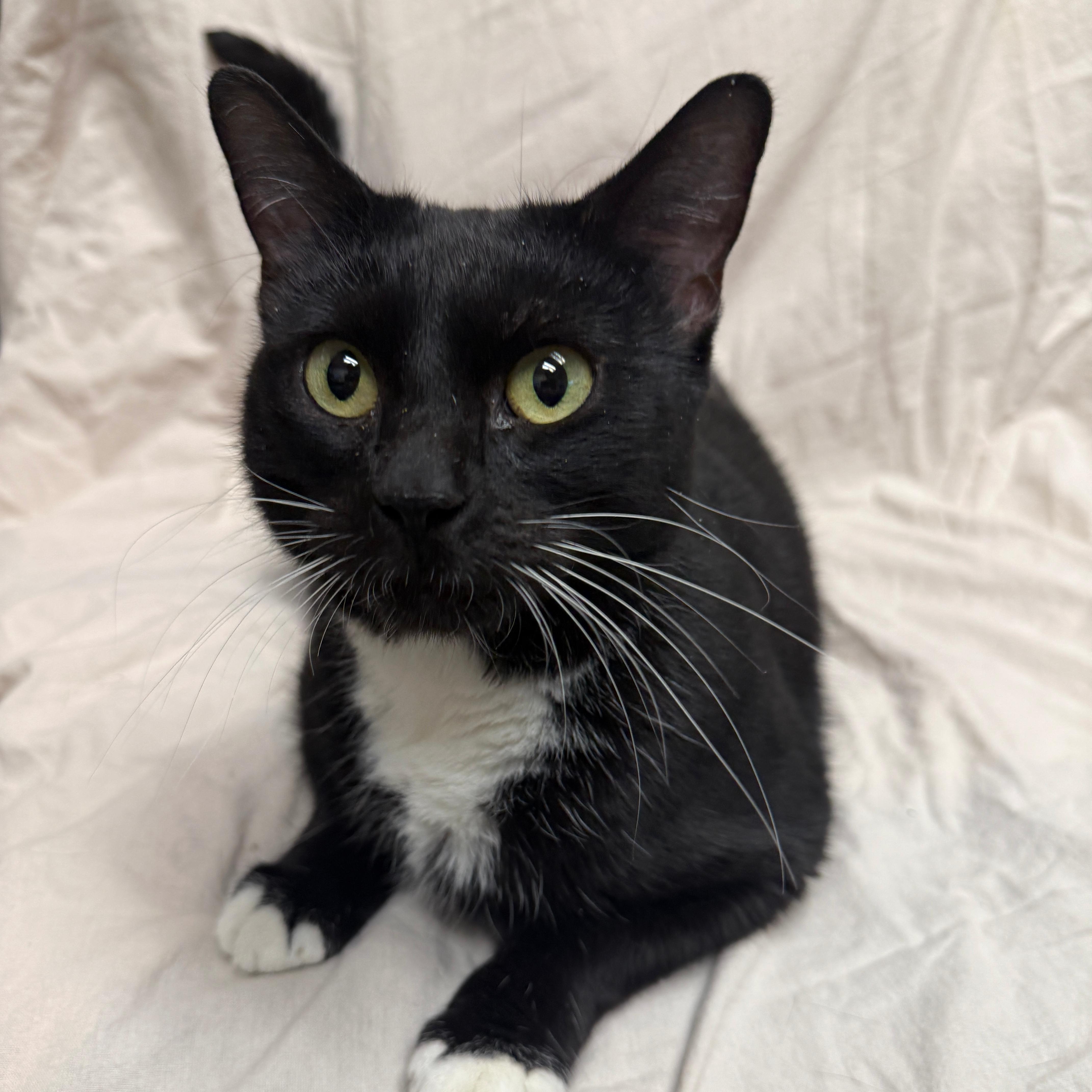 Sushi, Adoptable, Adult Female Tuxedo.