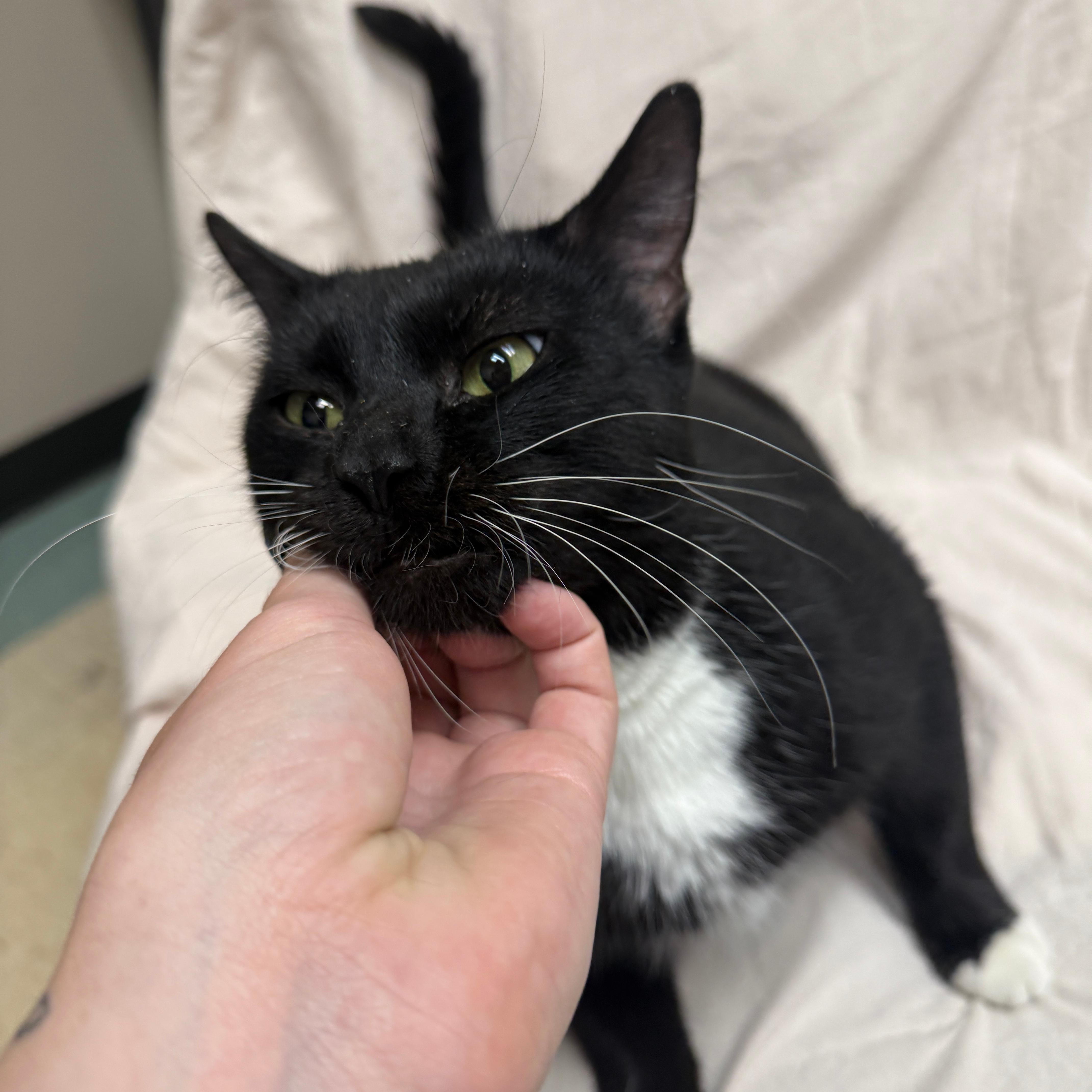 Sushi, a Adoptable Tuxedo in Urbana, IL image 6/6