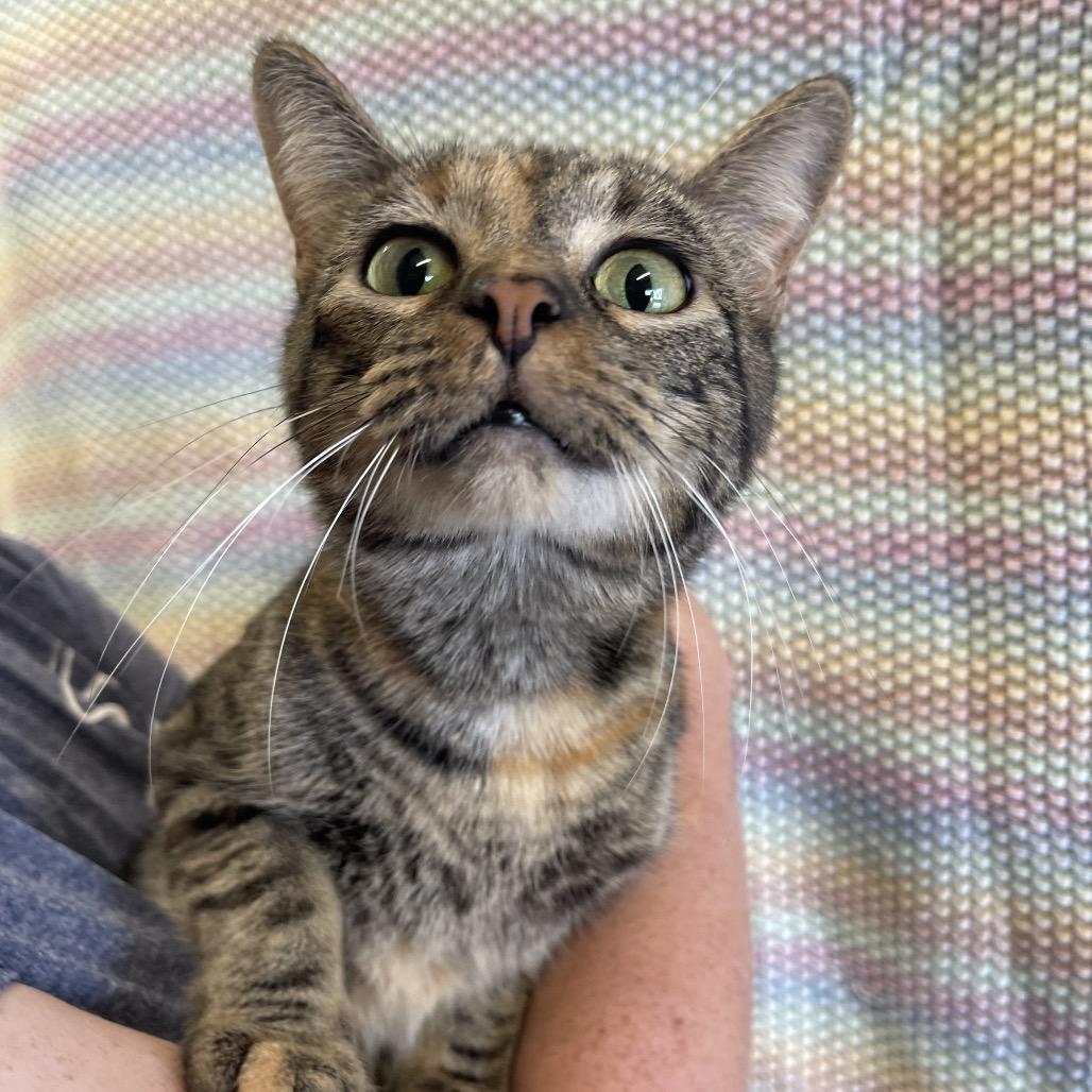 Rue, Adoptable, Adult Female Domestic Short Hair.