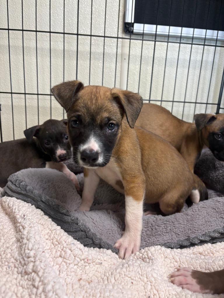 Enlarge Cocoa, a Adoptable mixed breed in Centralia, IL image 2/2