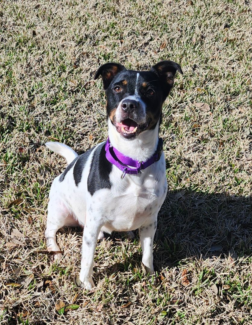 RASCAL, Adult Male Border Terrier