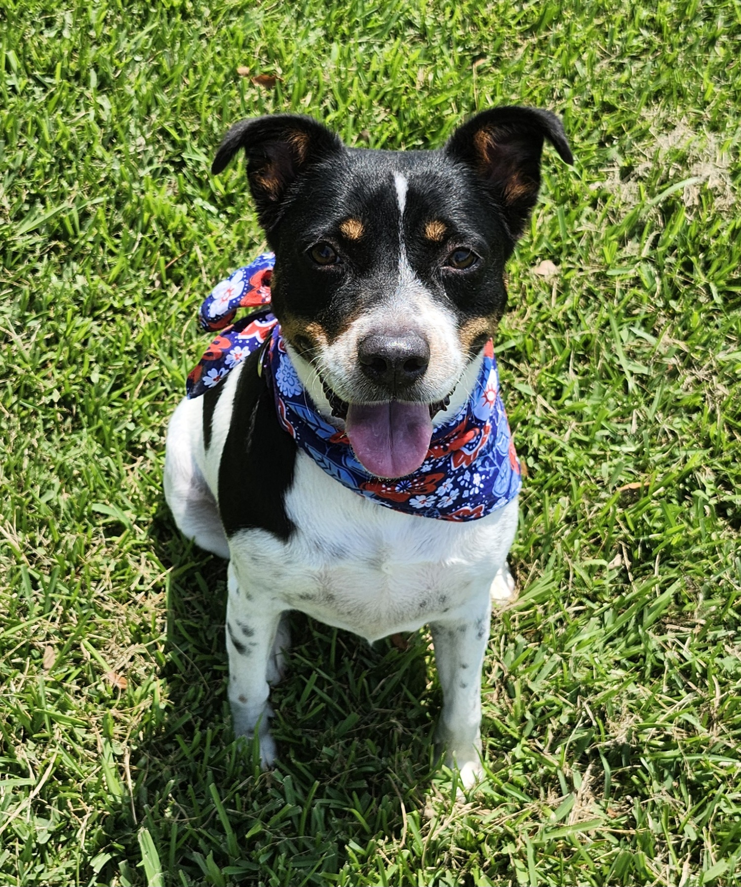 Enlarge RASCAL, a Adoptable Border Terrier in Rayne, LA image 1/1