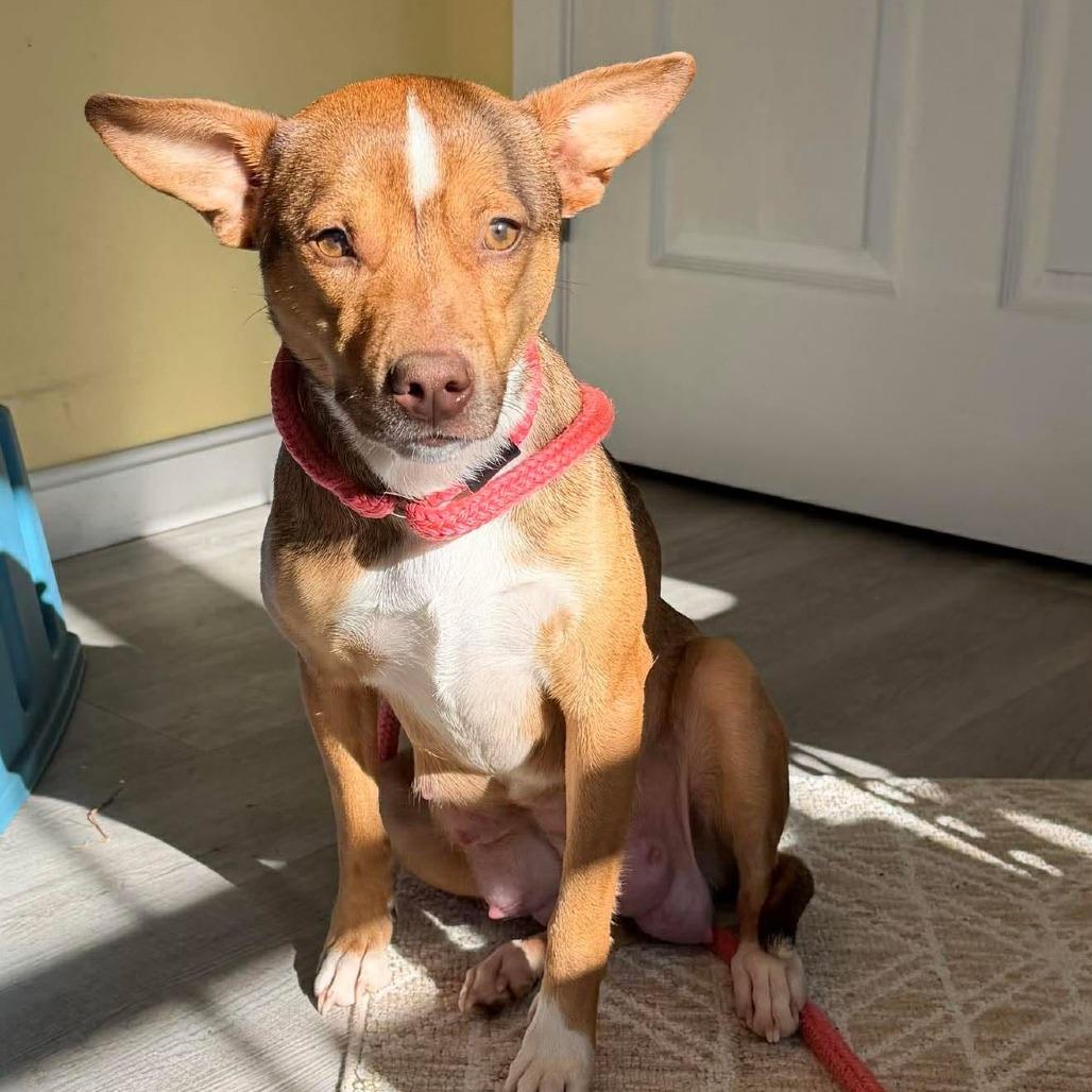 Enlarge CT Ruby in (Fostered in Pawcatuck), a Adoptable mixed breed in Eastford, CT image 1/5