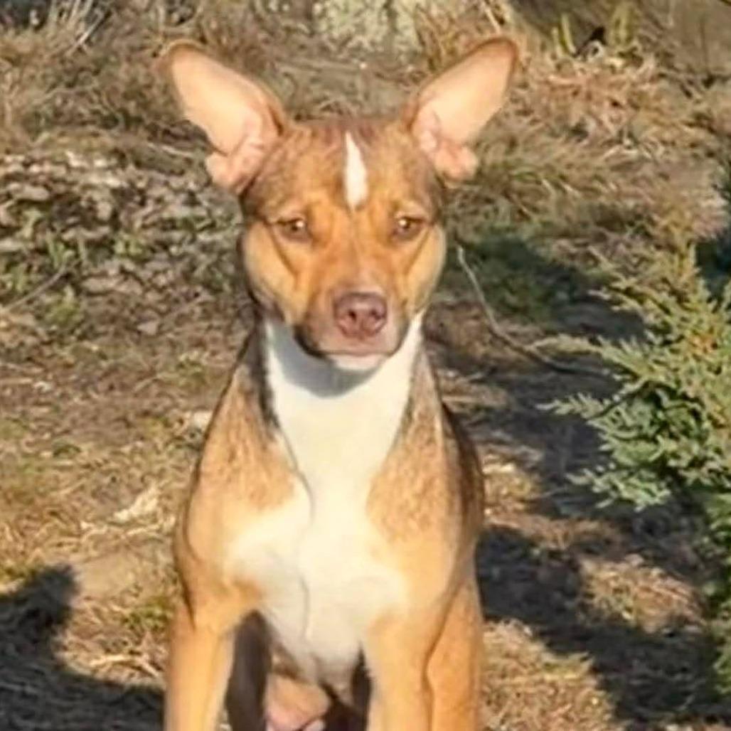 Enlarge CT Ruby in (Fostered in Pawcatuck), a Adoptable mixed breed in Eastford, CT image 2/5